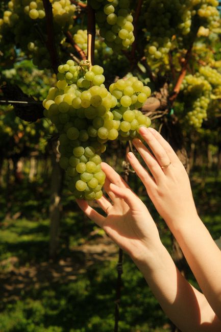 A pair of hands gently reaching for ripe green grapes in a sunny vineyard.