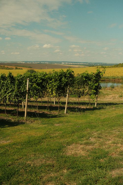 Free Tranquil vineyard scene with lush grape vines under the summer sky. Stock Photo