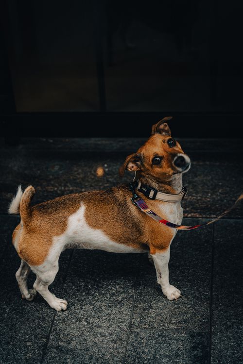 Free Cute Jack Russell Terrier with a tilted head standing on a city street in Bilbao. Stock Photo