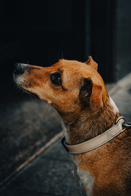 Free A Jack Russell Terrier looking upward with a focused expression. Shot outdoors in Bilbao, Spain. Stock Photo