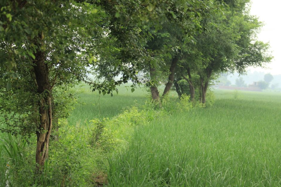 A peaceful rural scene featuring green fields and rows of trees in summer.