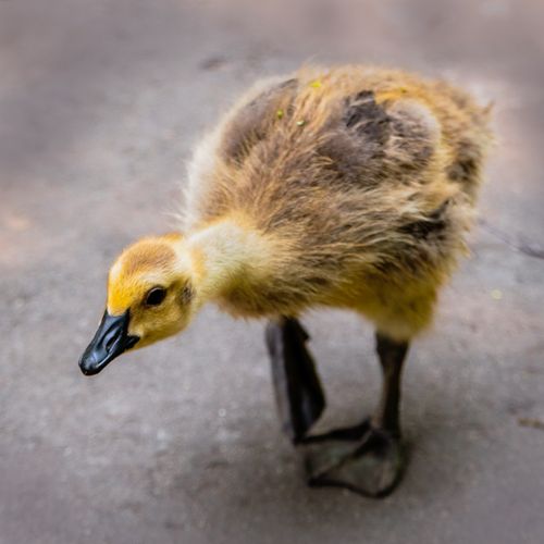 Free Close-up of a young gosling walking on a paved path, showcasing its fluffy feathers. Stock Photo