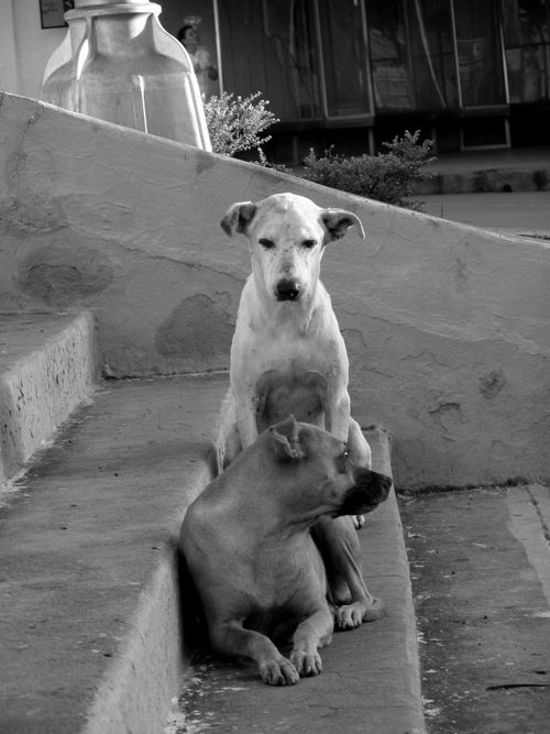Free Two dogs sitting on concrete steps in a monochrome black and white photograph. Stock Photo