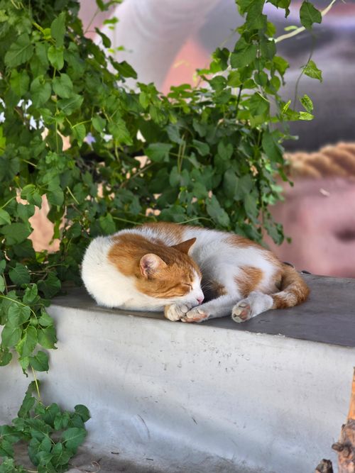 Free A serene cat resting among lush greenery in an Istanbul garden. Stock Photo