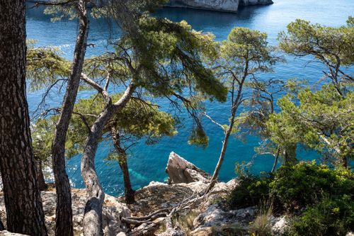 Free Stunning coastal landscape featuring pine trees overlooking the azure waters in Marseille, France. Stock Photo