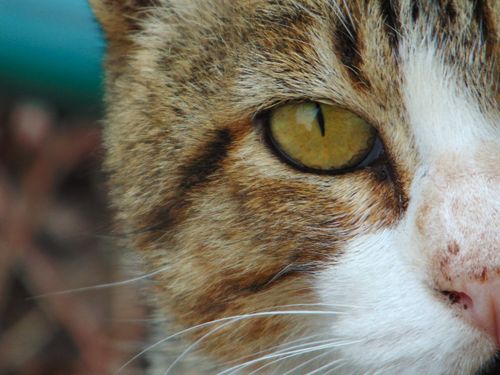 Free Detailed close-up shot of a tabby cat's eye, captured outdoors for a dramatic feline portrait. Stock Photo