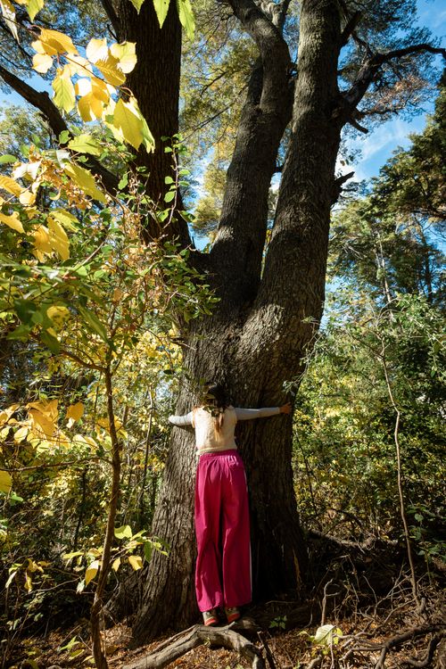 Free A person in vibrant pink pants embraces a large tree in the forests of San Carlos de Bariloche. Stock Photo