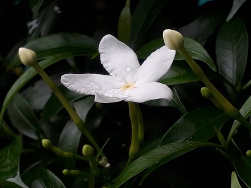 Free A beautiful white jasmine flower with dewdrops, surrounded by green leaves. Stock Photo