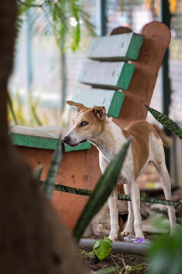 Um cão de rua permanece alerta junto a um banco de parque verde e marrom, em meio à vegetação.