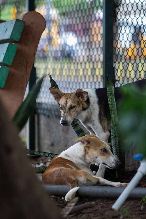 Dois cães vadios relaxam num canto tranquilo de um parque urbano, atrás de uma cerca de arame.
