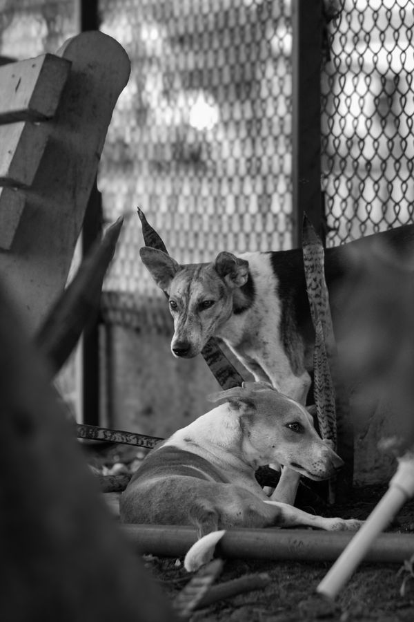 Fotografia em preto e branco de dois cães de rua descansando perto de uma cerca, retratando a vida urbana nas ruas.