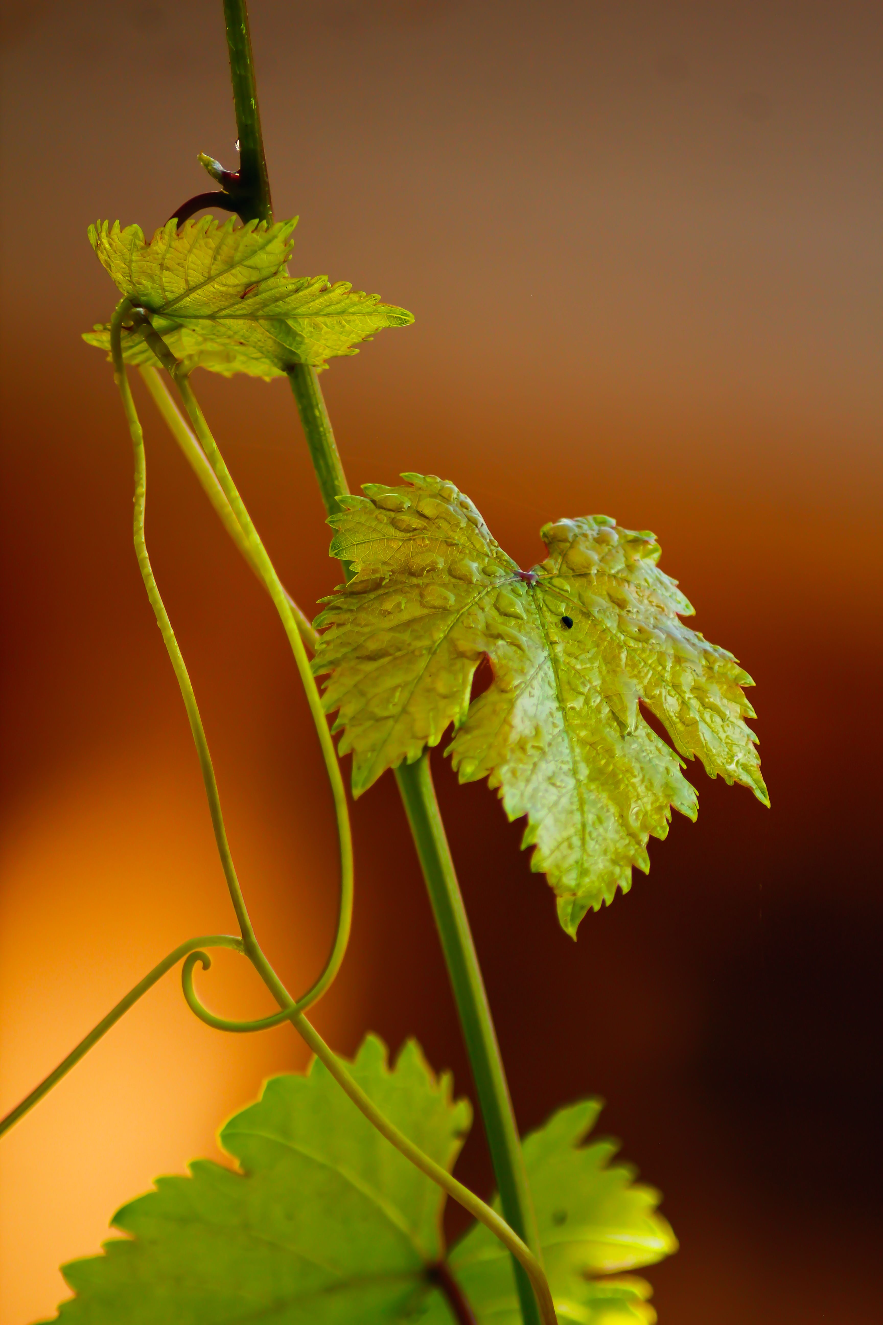 Detailed macro shot of lush green vine leaves with a warm blurred background capturing nature's beauty.