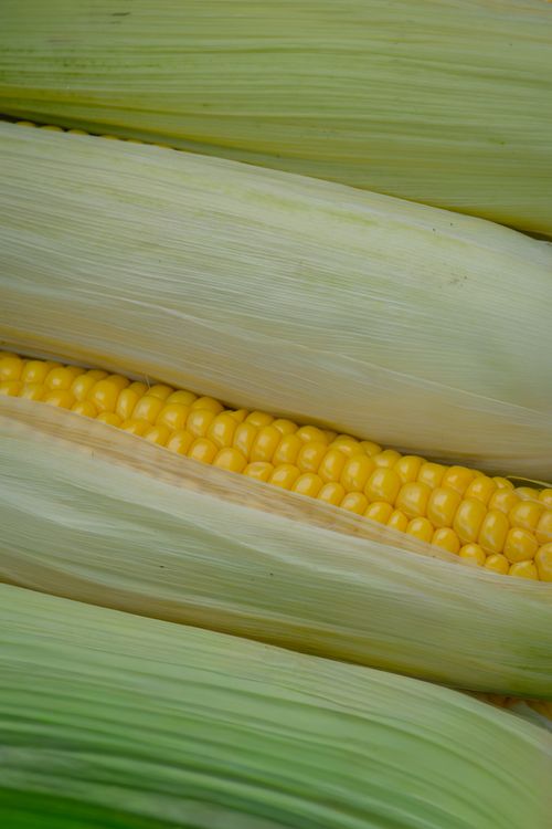 Free Close-up of fresh yellow corn ears with green husks, capturing natural texture. Stock Photo