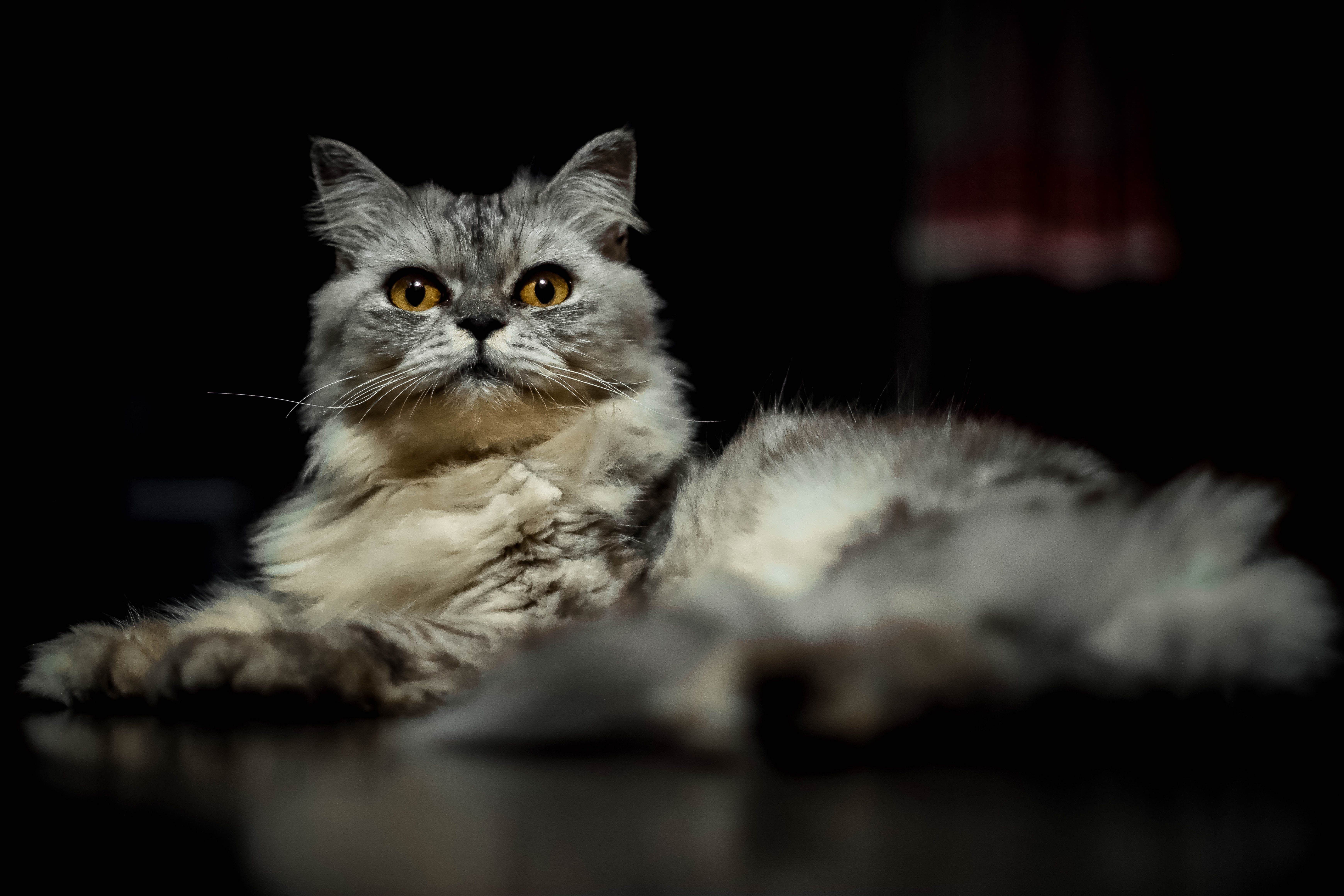 High-Energy and Hybrid Breeds: Bengals, Savannahs, and Abyssinians