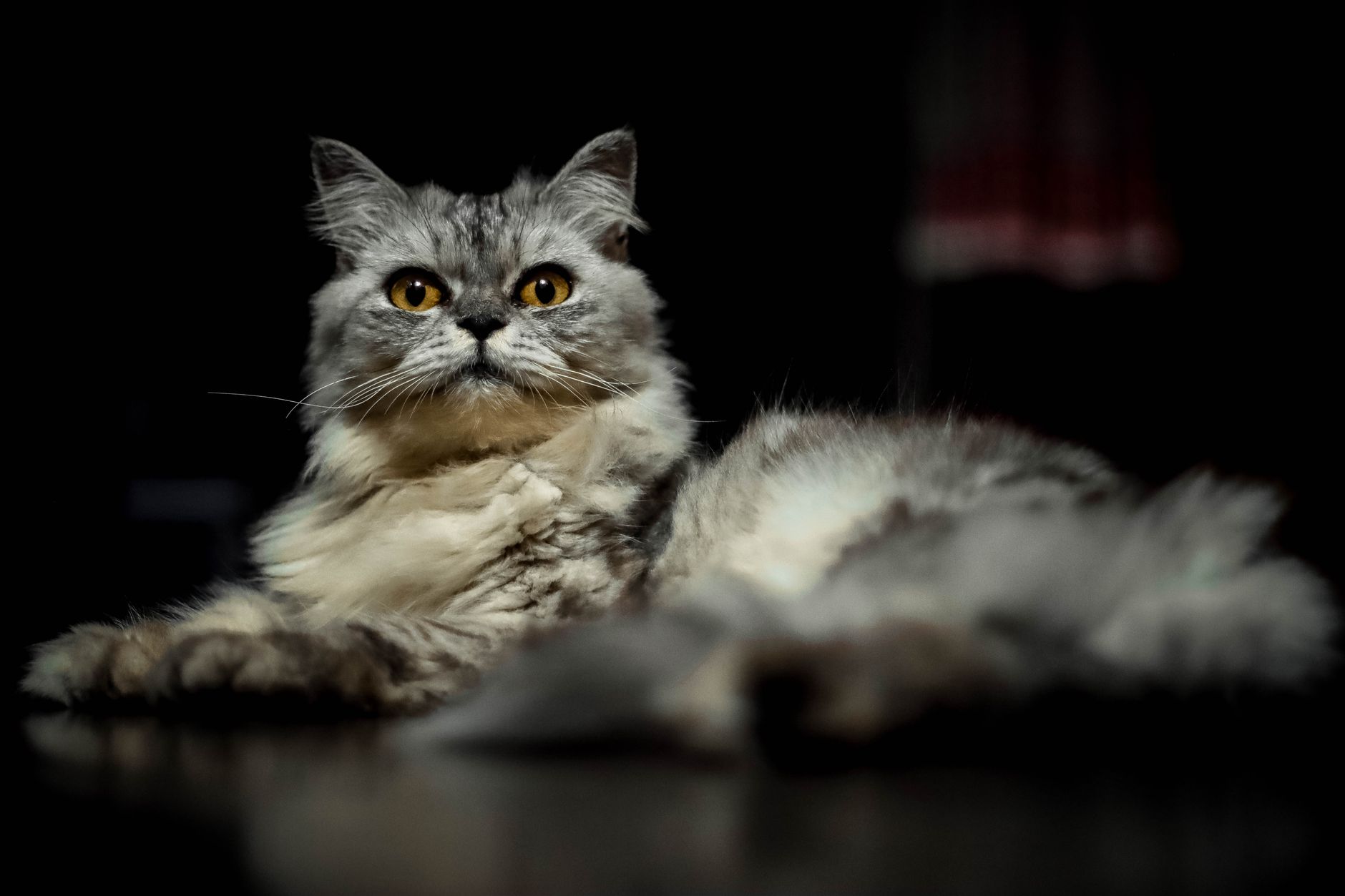 High-Energy and Hybrid Breeds: Bengals, Savannahs, and Abyssinians