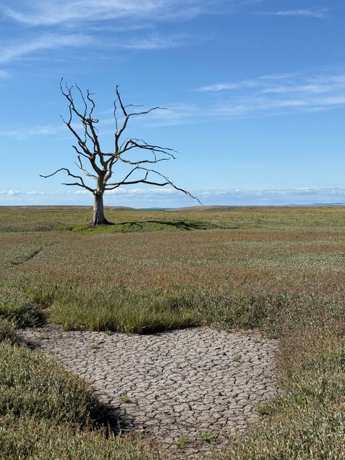 Free A barren tree stands in a dry, cracked landscape under a clear blue sky. Stock Photo