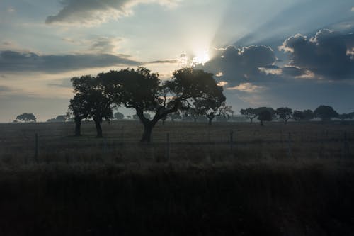 Бесплатное стоковое фото с дерево, пейзаж, утреннее солнце