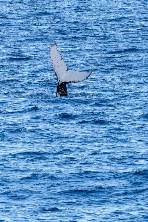 Free Humpback whale tail peeks above the ocean at Culburra Beach, NSW. Stock Photo