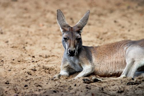 Free A kangaroo rests peacefully on sandy terrain, basking in the sun's warmth. Stock Photo
