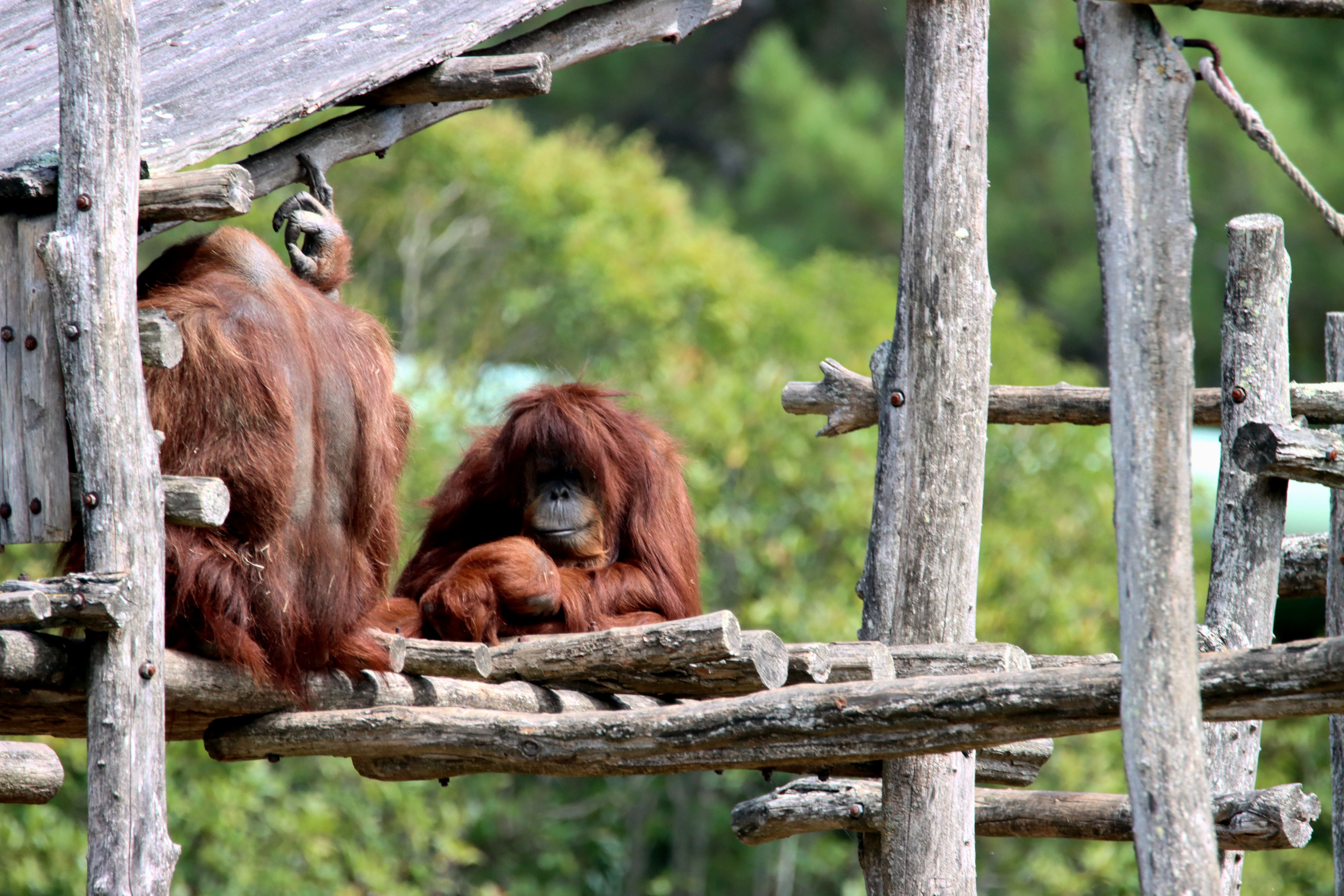 trekking melihat orangutan di Bukit Lawang