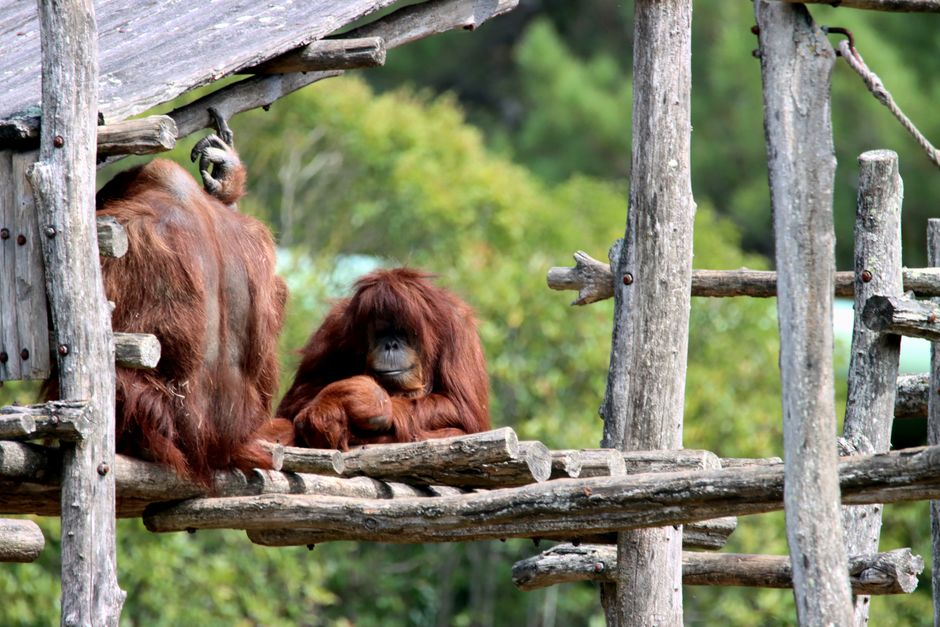 trekking melihat orangutan di Bukit Lawang