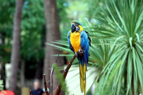 Free A striking blue and yellow parrot perched among lush tropical plants, captured outdoors. Stock Photo
