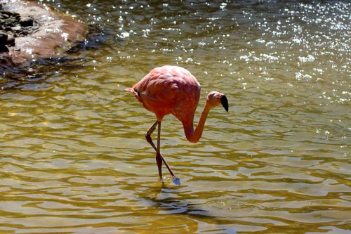 Free Beautiful pink flamingo standing gracefully in sunlit water. Stock Photo