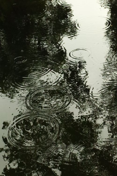 Free Serene image of raindrops forming ripples on a reflective lake surface amidst trees. Stock Photo