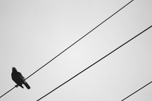 Free A silhouetted black bird on a power line against a clear sky, showcasing natural minimalism. Stock Photo
