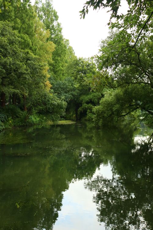 Free Lush green forest with river reflections on a tranquil summer day. Stock Photo