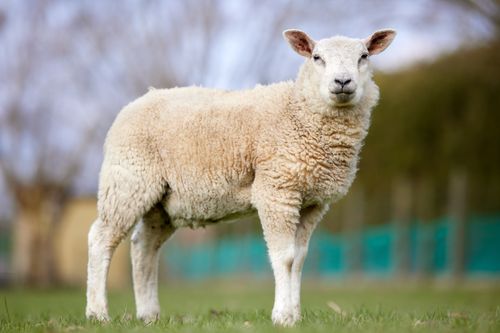 Free Cute white sheep standing in a green field during springtime, showcasing its fluffy wool. Stock Photo