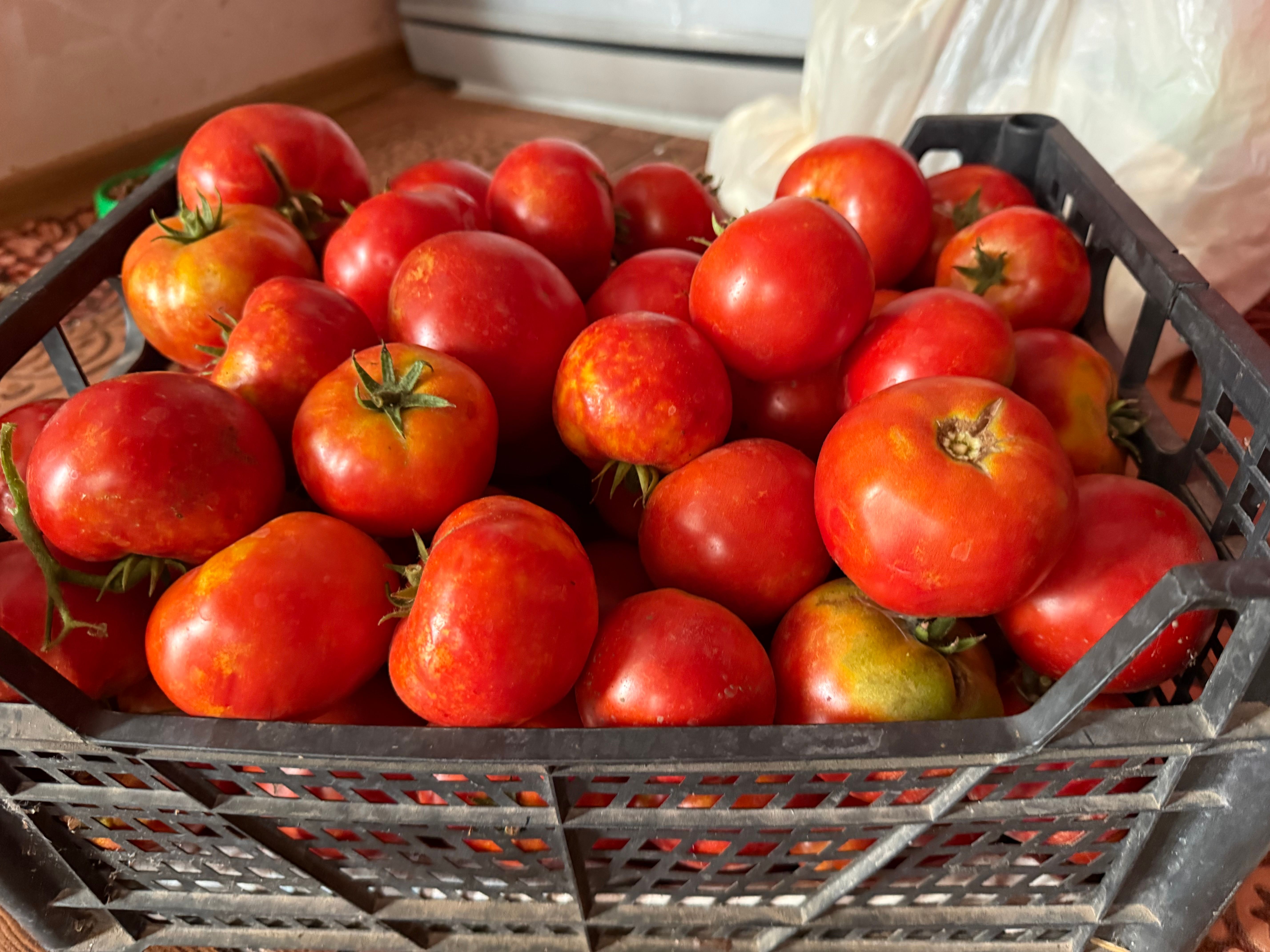 Tomate Italiano (kg)