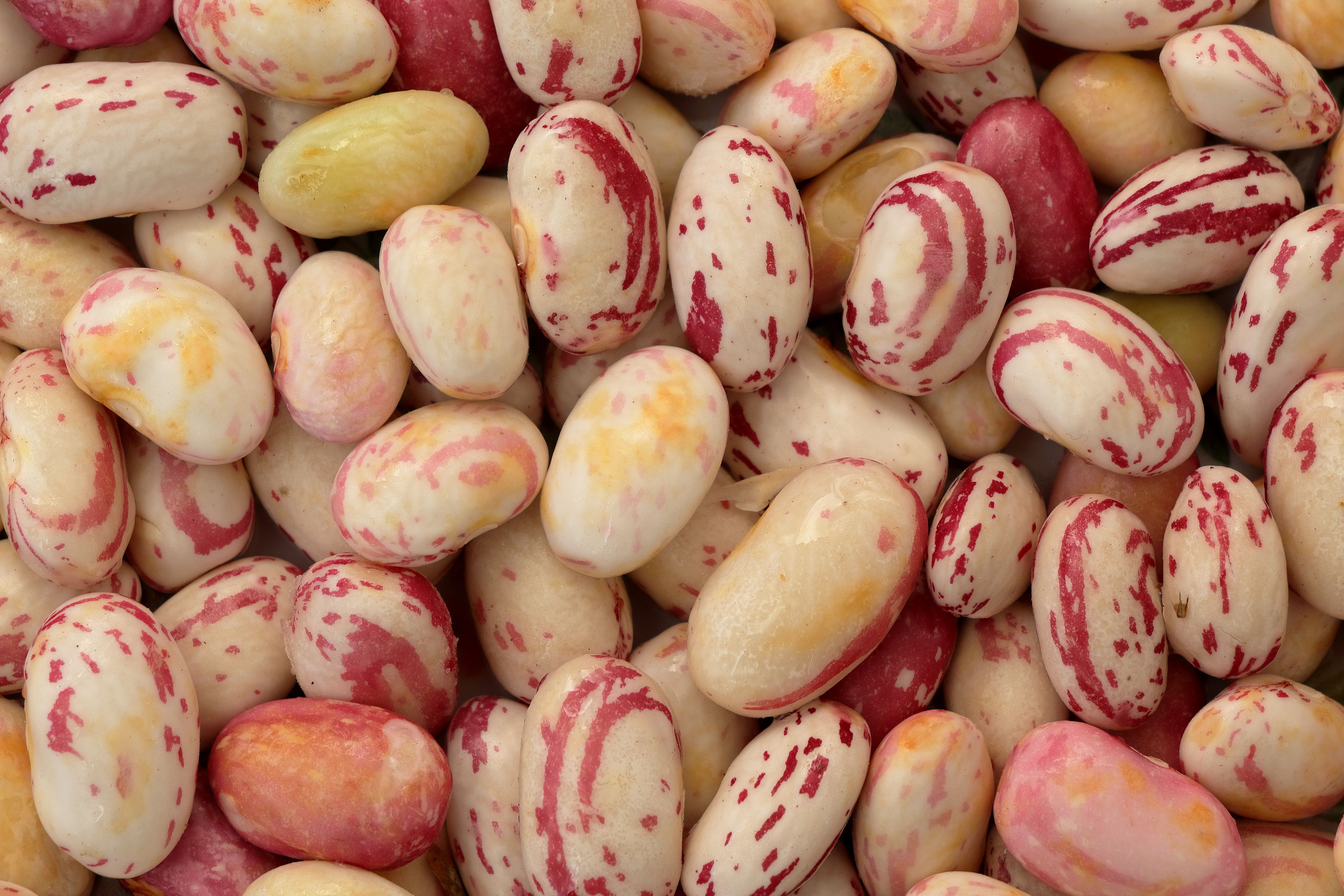 High-resolution close-up of vibrant borlotti beans with red and cream hues, showcasing natural textures.
