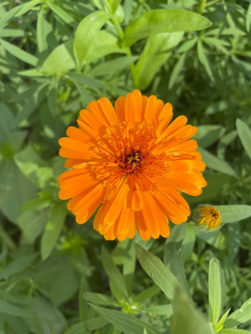 Free Close-up of a vibrant orange marigold flower beautifully illuminated by sunlight. Stock Photo