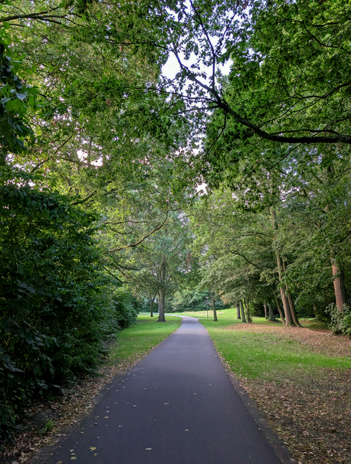 Free Peaceful path in a vibrant green forest, perfect for a nature walk. Stock Photo