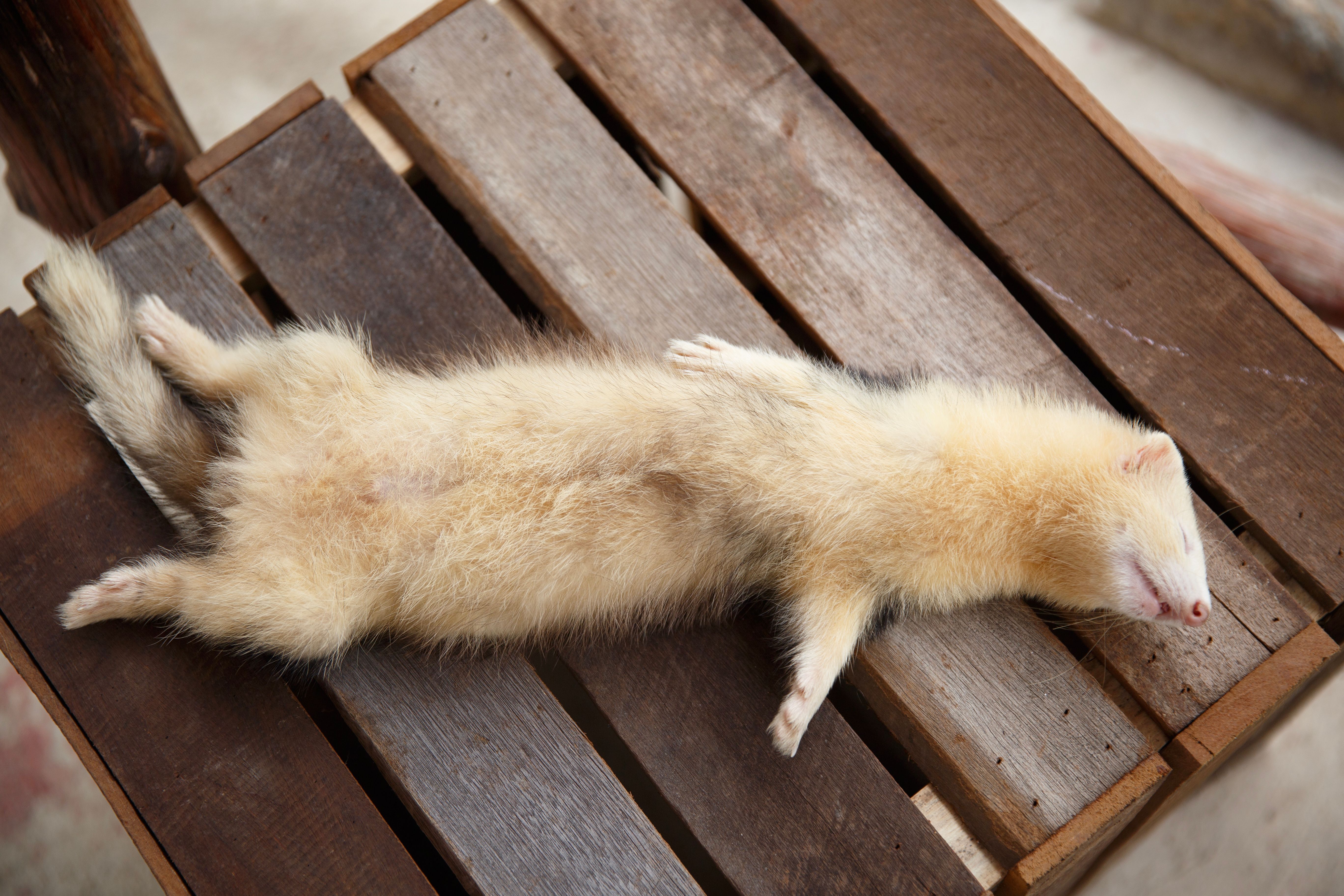 Tanned or dressed furskins (including heads, tails, paws, other pieces, cuttings), unassembled, or assembled (without addition of other materials), excluding those of heading no. 4303