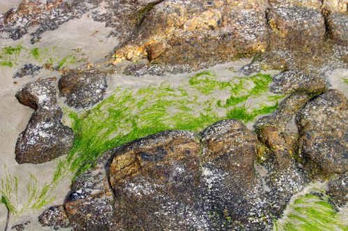 Free Close-up of rocks and green algae on a sandy beach in Guaratuba, Brazil. Stock Photo