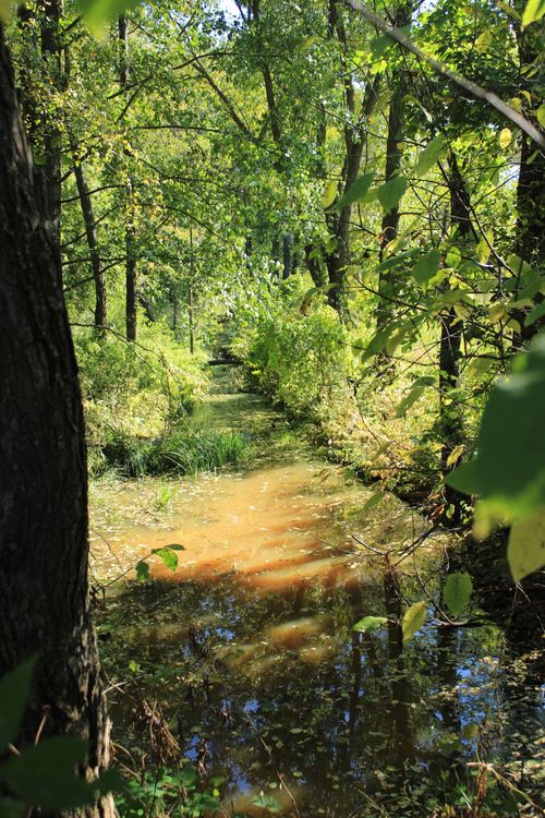Free A tranquil forest stream glistening under sunlight, surrounded by lush green trees in a peaceful setting. Stock Photo