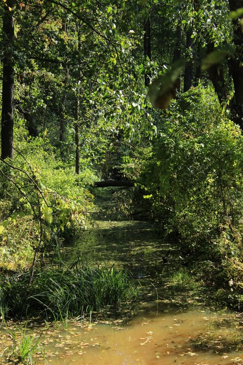 Free A tranquil forest stream surrounded by lush green foliage under bright daylight. Stock Photo