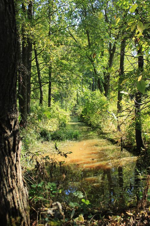 Free Tranquil stream in lush green forest during summer, perfect for nature enthusiasts. Stock Photo