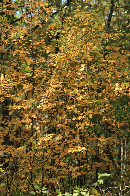 Free Vibrant autumn leaves create a golden tapestry in the forest. Stock Photo