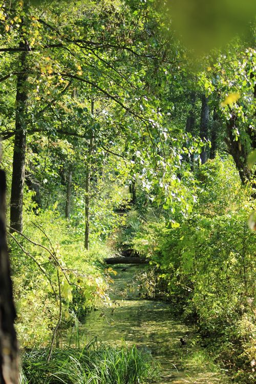 Free A serene stream flowing through a lush green forest, capturing the essence of summer's tranquility. Stock Photo