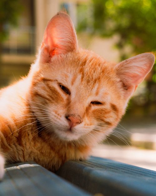 Free Charming orange tabby cat relaxing outdoors in soft sunlight. Stock Photo