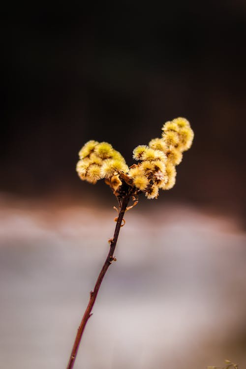 Free stock photo of bud, budding, buds