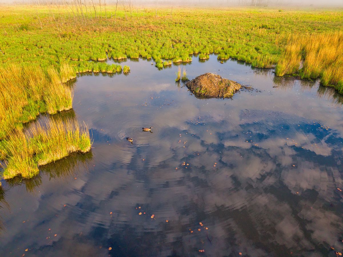 Reed-ringed pothole wetland with dark open water reflecting clouds and a few ducks swimming