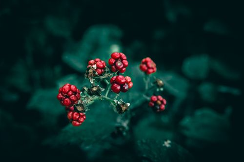 Free Detailed close-up of vibrant red wild berries set against a moody dark leafy background. Stock Photo