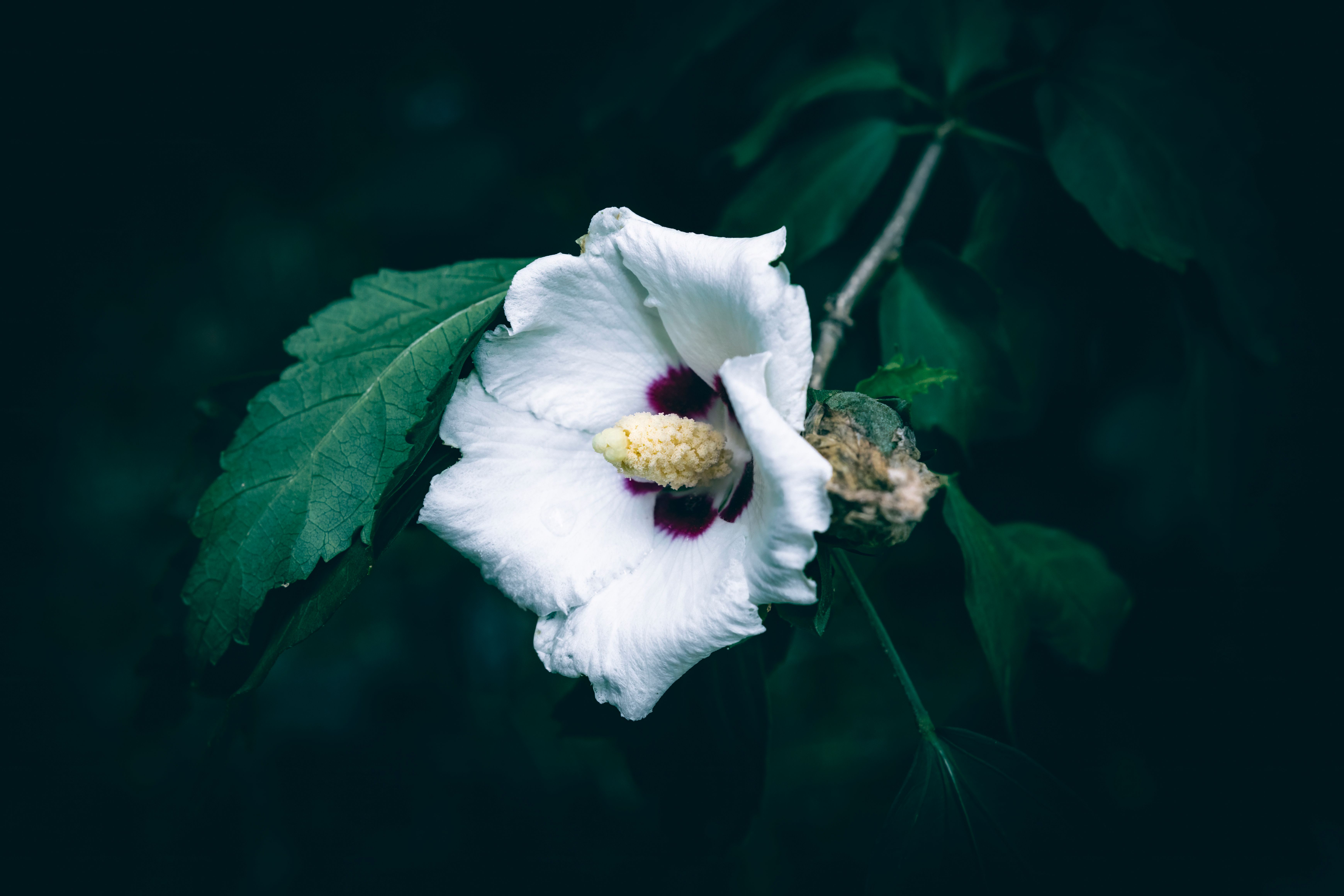 A vibrant white hibiscus flower with a deep red center and green leaves against a dark background.
