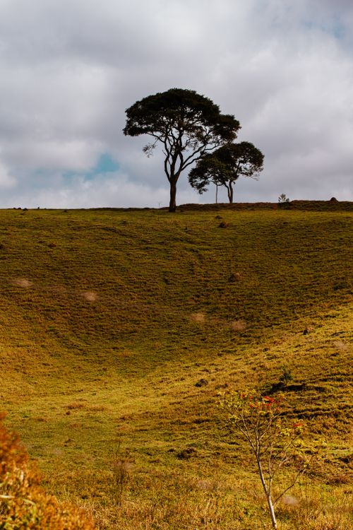 Free A vibrant natural scene featuring trees on a hill in São Paulo, Brazil. Stock Photo
