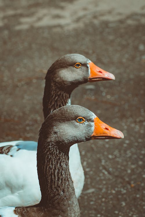Geese In Close Up Photography