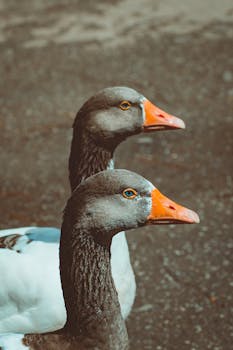 一张在户外拍摄的、两只长着充满活力橙色喙的鹅的详细图像